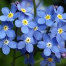 1000 Seeds Forget Me Not Seeds, Myosotis Sylvatica, Blue Flowers, Bulk Flower edlcy (Seeds)