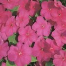 100 Seeds Impatiens Seeds, Carmine, Pink Impatiens Seeds, Heirloom Annual Flower edlcy (Seeds)