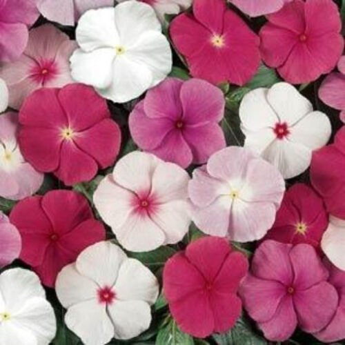 500 Seeds Mixed Vinca Seeds, Mixed Periwinkle Seeds, Heirloom Bulk Flower edlcy (Seeds)