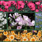 5 pack of Seeds Wildflower Seed, Wild For Wildflowers Non-Gmo Heirloomedlcy (Each pack 150 Seeds)