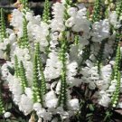 800 Seeds White Obedient Plant Seeds, False Dragonhead Seeds, Bulk Seed Wildflower edlcy (Seeds)