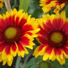 4800 Seeds Blanket Flower Seeds, Non-GMO Heirloom Wildflower Seed, Bulk edlcy (1/2 oz Seed)