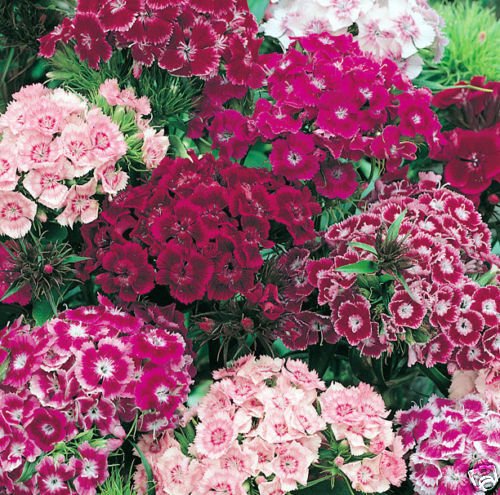 800 Seeds Mixed Sweet William Seeds, Bulk Seeds, Heirloom Flower Seeds, Perennial edlcy (Seeds)