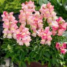 200 Seeds Snapdragon Seeds, Appleblossom, Peach Snapdragons, Non-Gmo Heirloom edlcy (Seeds)