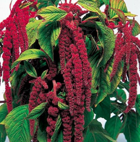 800 Seeds Love Lies Bleeding Seeds, Red, Tassel Flower, Amaranthus, Heirloom edlcy (Seeds)
