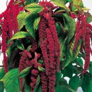 800 Seeds Love Lies Bleeding Seeds, Red, Tassel Flower, Amaranthus, Heirloom edlcy (Seeds)