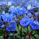 1000 Seeds Bluebell Seeds, California Bluebells, Wildflower Seeds, Bulk Seed, Non-Gmo edlcy (Seeds)