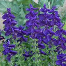 100 Seeds Blue Salvia, Blue Monday, Blue Flowers, Heirloom Flower Seeds, Annual edlcy (Seeds)