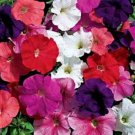 150 Seeds Petunia Seeds, Farm Mix, Mixed Petunia Seeds, For Hanging Baskets Non-Gmo edlcy (Seeds)