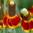 200 Seeds Mexican Hat Seeds, Heirloom Daisy Seeds, Non-Gmo Perennial Wildflower edlcy (Seeds)