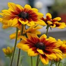 30,000 Seeds Daisy Seeds, Gloriosa Daisies, Bulk Seeds, Heirloom Wildflowers  edlcy (1/2 oz Seeds)