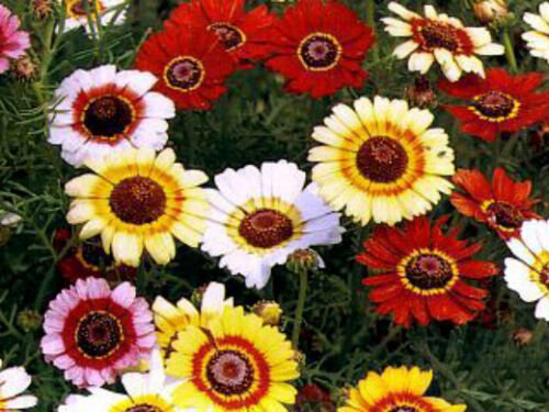 150 Seeds Painted Daisy Seeds, Mixed Painted Daisies, Heirloom Wildflower, Daisy edlcy (Seed)