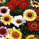 150 Seeds Painted Daisy Seeds, Mixed Painted Daisies, Heirloom Wildflower, Daisy edlcy (Seed)