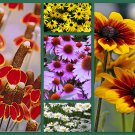 5 Pack of Seeds Daisy Seeds, Daisy Lovers Delight, Perennial Flower Seeds Non-Gmo edlcy (150 Seeds)