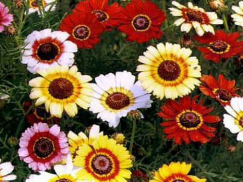 10,000 Seeds Painted Daisy Seed, Mixed Painted Daisies, Non-GMO, Bulk edlcy (1 oz Seeds)