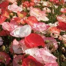 400,000 Seeds Mixed Poppy Seeds, Double Shirley, Heirloom Poppies, Bulk edlcy (2 oz Seeds)