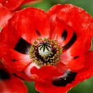 1000 Seeds Red Corn Poppy Seeds, Flanders Field Poppies, Non-Gmo Heirloom Bulk edlcy (Seeds)