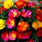 1000 Seeds Mixed Poppy Seeds, Heirloom Mixed Poppies, Bulk Flower Seeds, Wildflowers edlcy (Seeds)