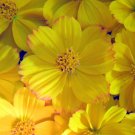 150 Seeds Yellow Cosmos Seeds, Yellow Sunshine, Sulfur Cosmos, Shorter Variety edlcy (Seeds)