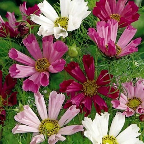 800 Seeds Pink Cosmos Seeds, Seashells, Mixed Cosmos, Heirloom Cosmos, Bulk edlcy (Seeds)
