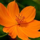 150 Seeds Cosmos Seed, Orange Sunshine, Sulfur Cosmos, Shorter Variety, Non-Gmo edlcy (Seeds)