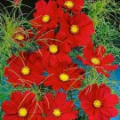 2250 Seeds Red Cosmos Seeds, Dazzler, Heirloom Cosmos Seeds, Bulk Cosmos edlcy (1/2 oz Seeds)