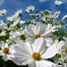 2250 Seeds White Cosmos Seeds, Purity, Heirloom Cosmos, Bulk edlcy (1/2 oz Seeds)