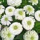 800 Seeds White Zinnia Seeds, Polar Bear, Bulk Zinnia Seed, Heirloom Flower Non-gmo edlcy (Seeds)