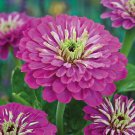 800 Seeds Purple Zinnia Seeds, Purple Prince, Heirloom Zinnia Seeds, Bulk edlcy (Seeds)