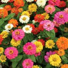 500 Seeds Mixed Zinnia Seeds, Thumbelina, Heirloom Zinnia Seeds, Bulk Seeds Shorter edlcy (Seeds)