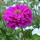 800 Seeds Purple Zinnia Seeds, Violet Queen, Heirloom Bulk Zinnia Seeds, Non-Gmo edlcy (Seeds)