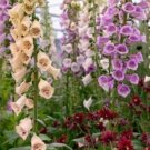 1000 Seeds Mixed Foxglove Seeds, Bulk Foxgloves, Heirloom Flower Seeds, Tall Spikes edlcy (Seeds)