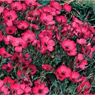10,000 Seeds Flax Seeds, Red, Heirloom Wildflowers, Red Flax Seed, Bulk edlcy (1/2 oz Seeds)