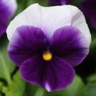 100 Seeds Pansy Seeds, Beaconsfield, Viola Seeds, Swiss Giant Pansies, Heirloom edlcy (Seeds)