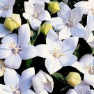 100 Seeds White Balloon Flower Seeds, Heirloom Perennial Flower Seeds, Unusual Blooms edlcy (Seeds)