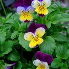 150 Seeds Johnny Jump Up Seeds, Viola Seeds, Perennial Heirloom Wildflower, Fragrant edlcy (Seeds)