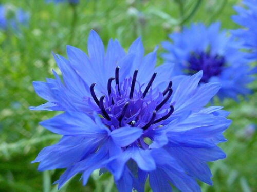 150 Seeds Blue Bachelor Button Seeds, Dwarf Blue Cornflower Seeds, Heirloom edlcy (Seeds)