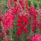 200 Seeds Red Snapdragon Seeds, Ruby Red Snapdragon, Heirloom Snapdragons, Non-Gmo edlcy (Seeds) 200 Seeds Red Snapdragon Seeds, Ruby Red Snapdragon, Heirloom Snapdragons, Non-Gmo edlcy (Seeds)
