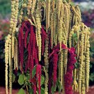 100 Seeds Love Lies Bleeding Seeds, Farm Mix, Tassel Flower, Amaranthus, Heirloom edlcy (Seeds)