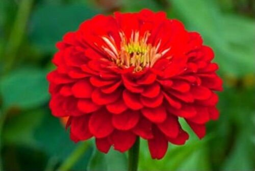 150 Seeds Red Zinnia Seeds, Scarlet Flame, Heirloom Zinnia Seeds, Non-Gmo Flower edlcy (Seeds)