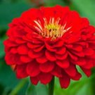 150 Seeds Red Zinnia Seeds, Scarlet Flame, Heirloom Zinnia Seeds, Non-Gmo Flower edlcy (Seeds)