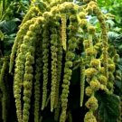 100 Seeds Love Lies Bleeding Seeds, Green, Tassel Flower, Amaranthus, Heirloom edlcy (Seeds)