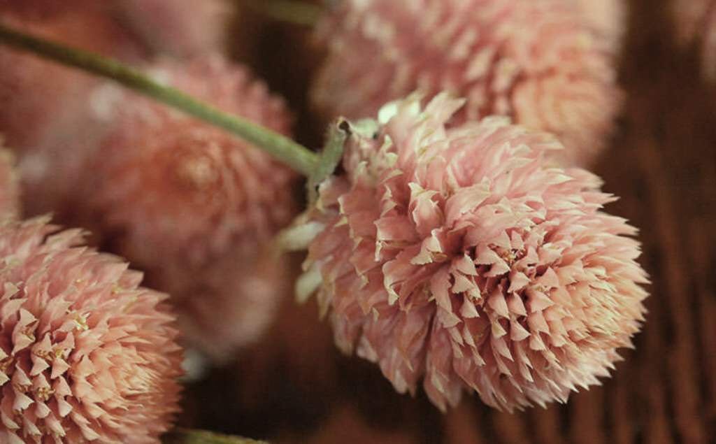 100 Seeds Globe Amaranth Seeds, Salmon, Heirloom Flower Seeds, Very Unusual Flowers edlcy (Seeds)