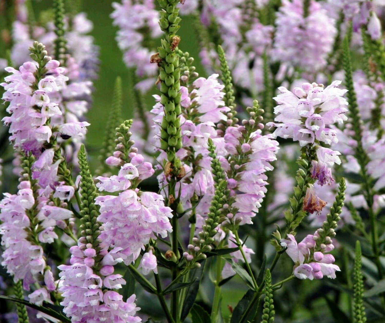 100 Seeds Obedient Plant Seeds, Pink, False Dragonhead Seeds, Perennial Wildflower edlcy (Seeds)
