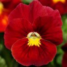 100 Seeds Red Pansy Seeds, Scarlet Viola Seeds, Red Pansies, Non-Gmo Heirloom edlcy (Seed)