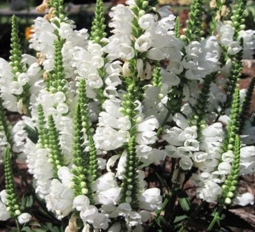 100 Seeds Obedient Plant Seeds, White, False Dragonhead Seeds, Perennial Wildflower, 50ct