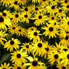 200 Seeds Black Eyed Susans, Heirloom Daisy Seeds, Non-Gmo Perennial Wildflowers edlcy (Seeds)