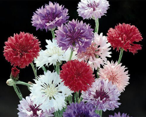 3000 Seeds Mixed Bachelor Button Seeds, Cornflower Seeds, Bulk edlcy (1/2 oz Seeds)