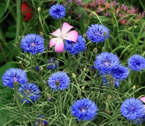 6000 Seeds Blue Bachelor Button Seeds,Tall Blue Cornflower Seeds, Bulk Flower edlcy (1 oz Seeds)
