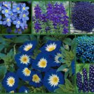 6 Packs of Seed "I've Got the Blues Too" Blue Flowers, edlcy (Each Pack 100 Seeds) 6 Packs of Seed "I've Got the Blues Too" Blue Flowers, edlcy (Each Pack 100 Seeds)